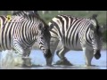 وثائقي الحياة البرية في كالاهاري HD وثائقي الحياة البرية في كالاهاري HD