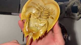 Are horseshoe crabs dangerous? |A follow-up video|