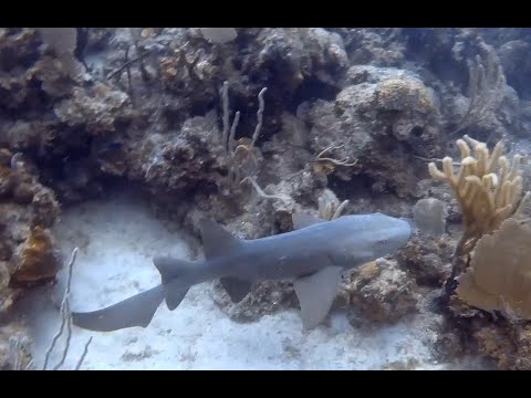 Scuba Diving at Culebra, Puerto Rico - Part 1