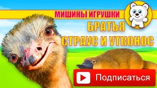 Страус, утконос, юла в распаковке от Миши / Ostrich , platypus , whirligig in unpacking from Misha(, 2016-02-20T18:58:16.000Z)