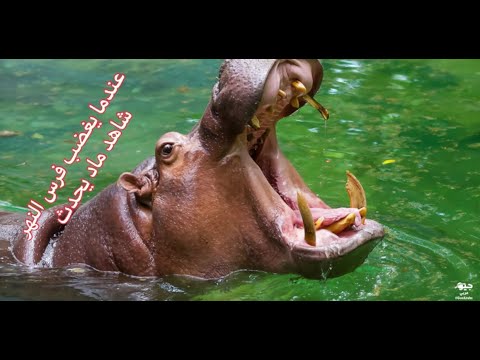 فرس النهر أضخم الثدييات الموجودة في العالم