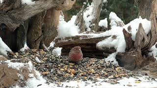 Winter Birds at Backyard Birdfeeder! Your cat will love this! Cat TV bird video CUTE