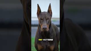 Your dog isn’t staring at you for no reason… 🐶👀#dogs #dogsoftiktok #doglover #puppylove #dogbehavior