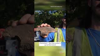 Work Crew Digs Up Prehistoric Claw #shorts
