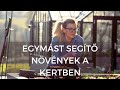 Borbás Marcsi: Kertem - Egymást segítő növények a kertben (3. rész)