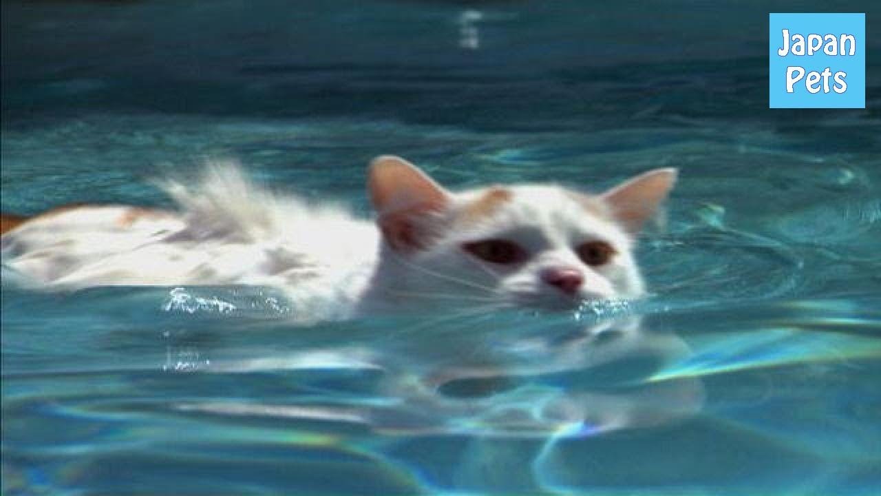 びっくり 水が好きで泳ぐ猫 ターキッシュバンをご紹介します Japan Pets Youtube