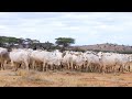 Sirba Loonii Aadaa Oromoo Booranaa Oromo Borana Traditional Song For Cattle 