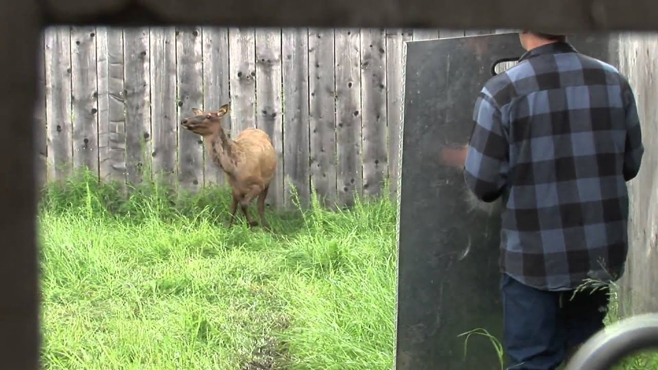 Rosse Posse Elk Farm