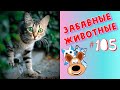 Приколы с Животными #105 / Смешные Животные 2020 / Приколы / Приколы про Животных / Лучшие Приколы