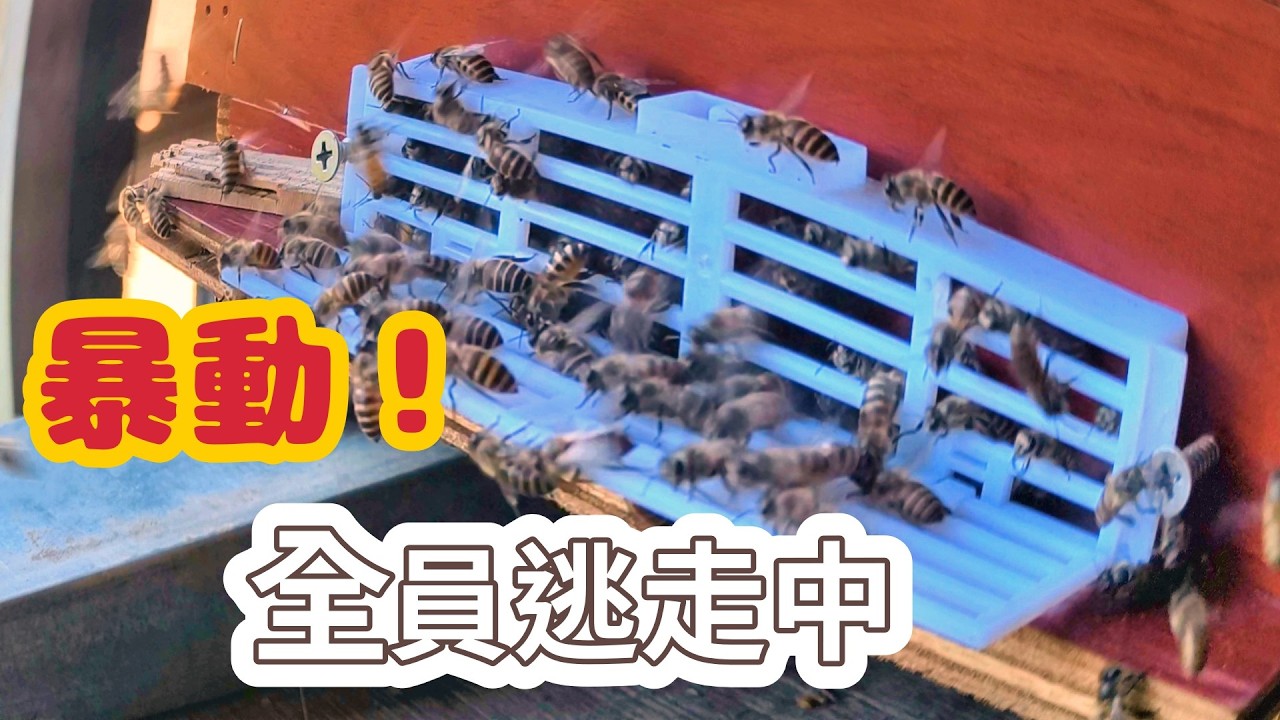 我們收回來的蜜蜂打算飛逃啦!! 跟著阿浦開箱真實的野蜜吧 縮圖
