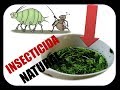 🌿NEEM COMO HACER INSECTICIDA CASERO| Ecuador