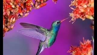 Птица колибри - самая необычная и удивительная птица. Птица колибри - самая необычная и удивительная птица.