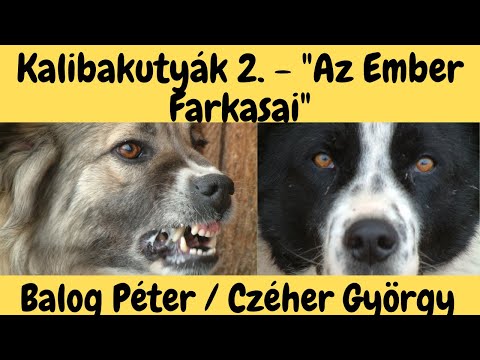 Videó: Kutyákra Mérgező Szőlő és Mazsola Nutrition Nuggets Dog