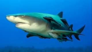 Интересные факты об акулах - Ты точно этого не знал!