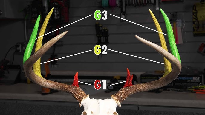 DIY Guide to Scoring Antlers