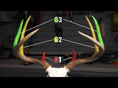 How to Score A Buck