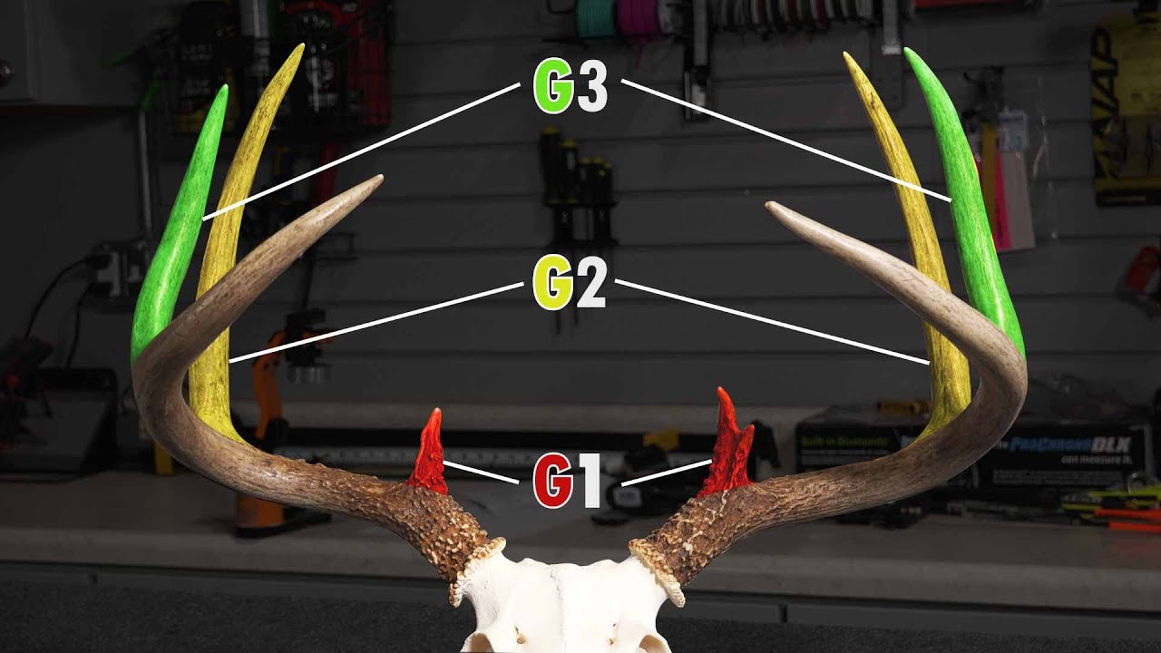 How Does Your Rack Measure Up? How to Score Deer Antlers - Safari Club  International - Lansing, Michigan Chapter