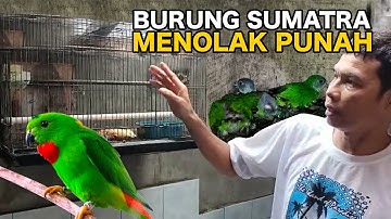 AKHIRNYA ADA PETERNAK SUKSES TERNAK BURUNG SERINDIT ENDEMIK SUMATRA -  lihat..cuma di kandang segini