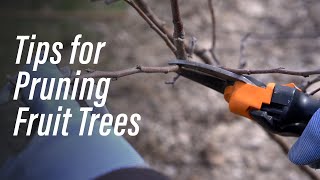 Tips for Pruning Fruit Trees