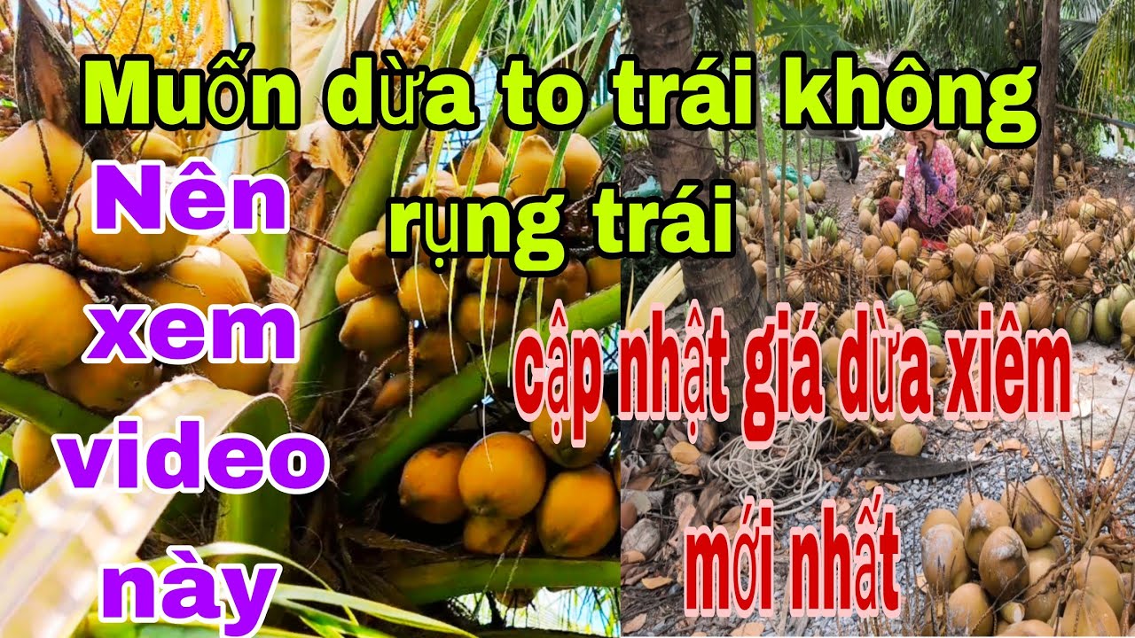 Cập nhật giá dừa xiêm mới nhất, muốn dừa to trái không rụng trái non,, nên xem video clip này