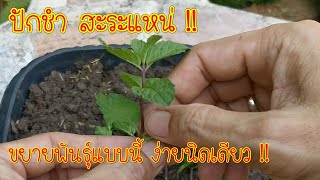 ปลูกสะระแหน่ในกระถาง ให้งามใบใหญ่ ปักชำสะระแหน่ แบบง่ายๆ ติดทุกกิ่ง