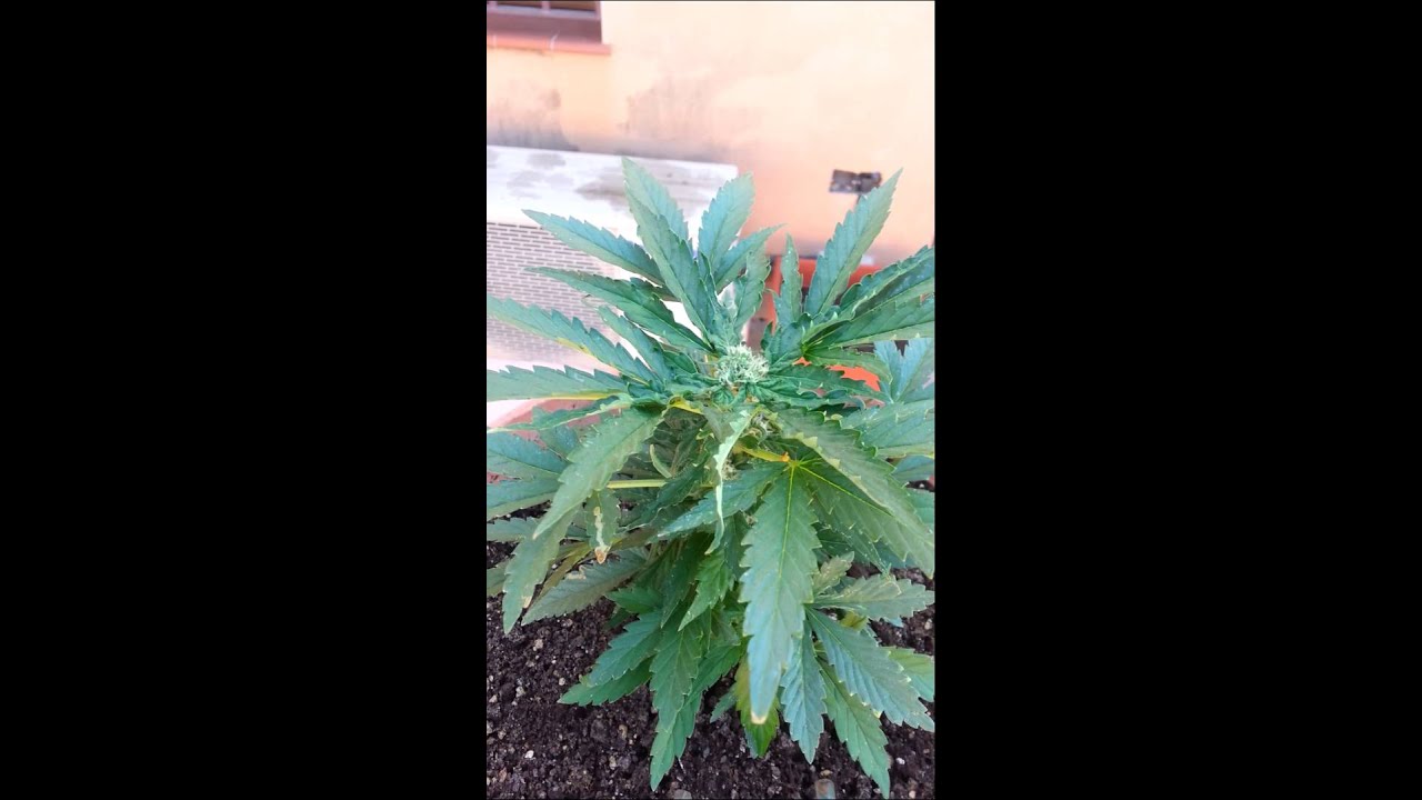 Marihuana autofloreciente