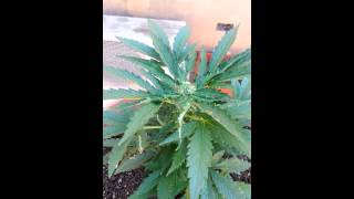 Marihuana autofloreciente