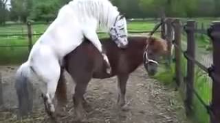 Спаривание Лошади С Пони Horses Mating With Pony Спаривание Лошади С Пони(, 2015-05-14T11:36:37Z)