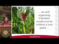 view LIving Earth Festival 2018: Cherokee Community Garden and Seed Bank Program digital asset number 1