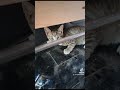 gatito gatito #cats #cat