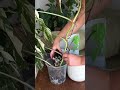 Semi Hydro Tips For Every Plant 🌱 #shorts