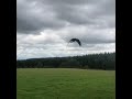 #Freeflightmacaws #macaw Free flight training in london