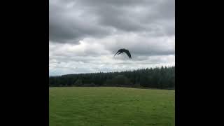 #Freeflightmacaws #macaw Free flight training in london