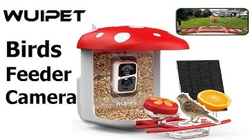 Wuipet Smart Bird Feeder Camera with AI Product Review