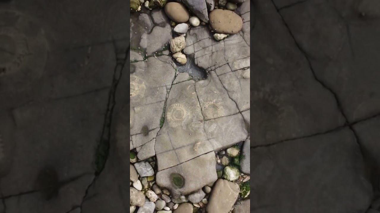 I found some giant ammonites! Full video on my channel.