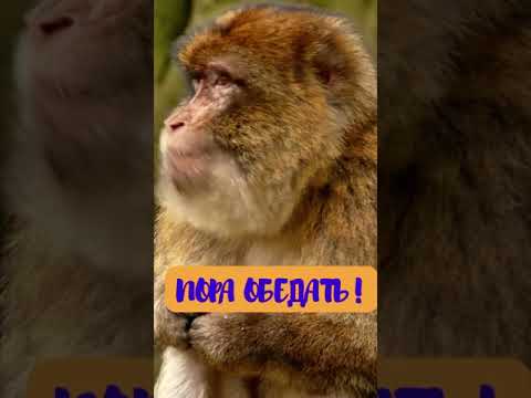 Пора обедать... все очень вкусненькое