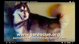 Surrendered Souls Rescue - Best Rescue - Arizona 2016