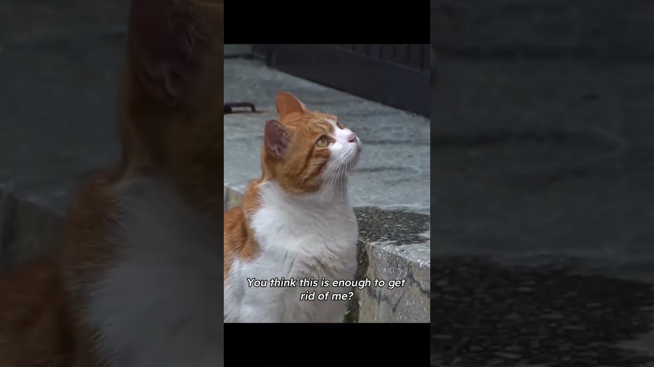 Stray cat invades restaurant,plays dead asleep- won’t wake up no matter what! Owner’s totally stumpe