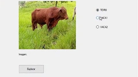 COMO USAR EL PICTUREBOX Y EL OPENFILEDIALOG VISUAL BASIC.NET