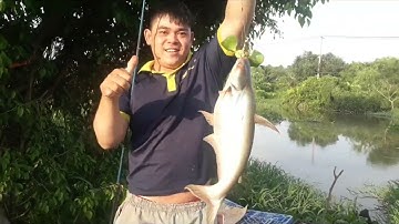 Vừa xuống cần ,cục mồi đầu tiên dính cá tra luôn ae ơi  #câu cá hóc môn