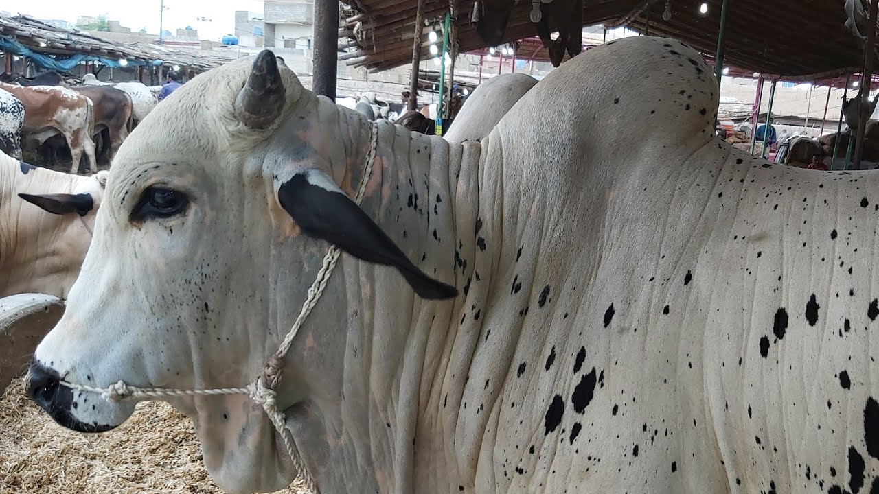 🔴 Live At Malir Cow Mandi 2019 Karachi