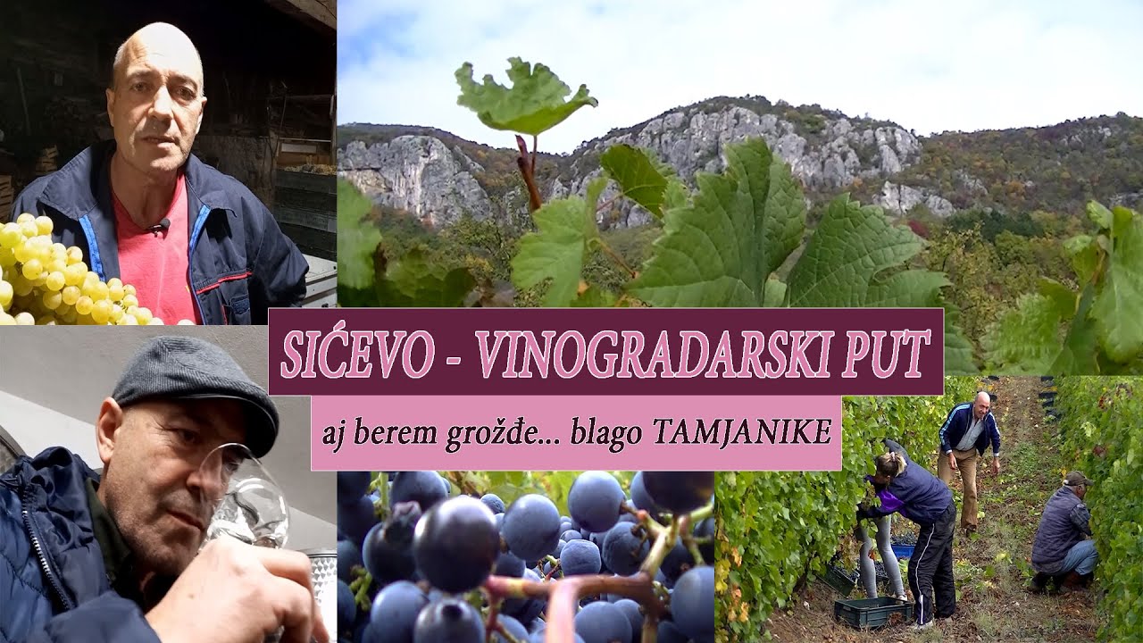 VINOGRADARSKI PUT - SIĆEVO