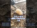 【実験】成長中の白キクラゲにエタノールをかけて駆逐してみた🍄‍🟫 #shorts