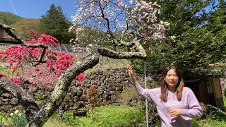 元気のない花桃の原因は?木と話した1年後、満開🌸
