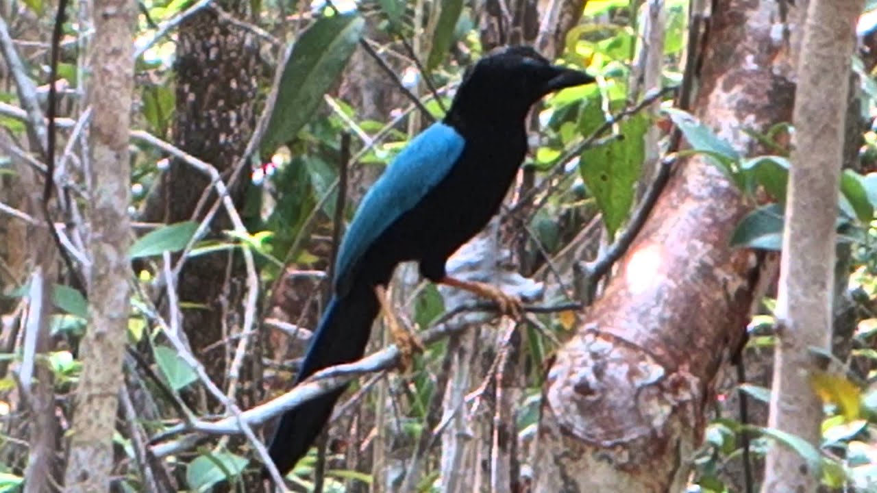 Yucatan Jay 
