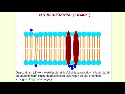 Βίντεο: Η διευκολυνόμενη διάχυση χρησιμοποιεί πρωτεΐνες καναλιού;