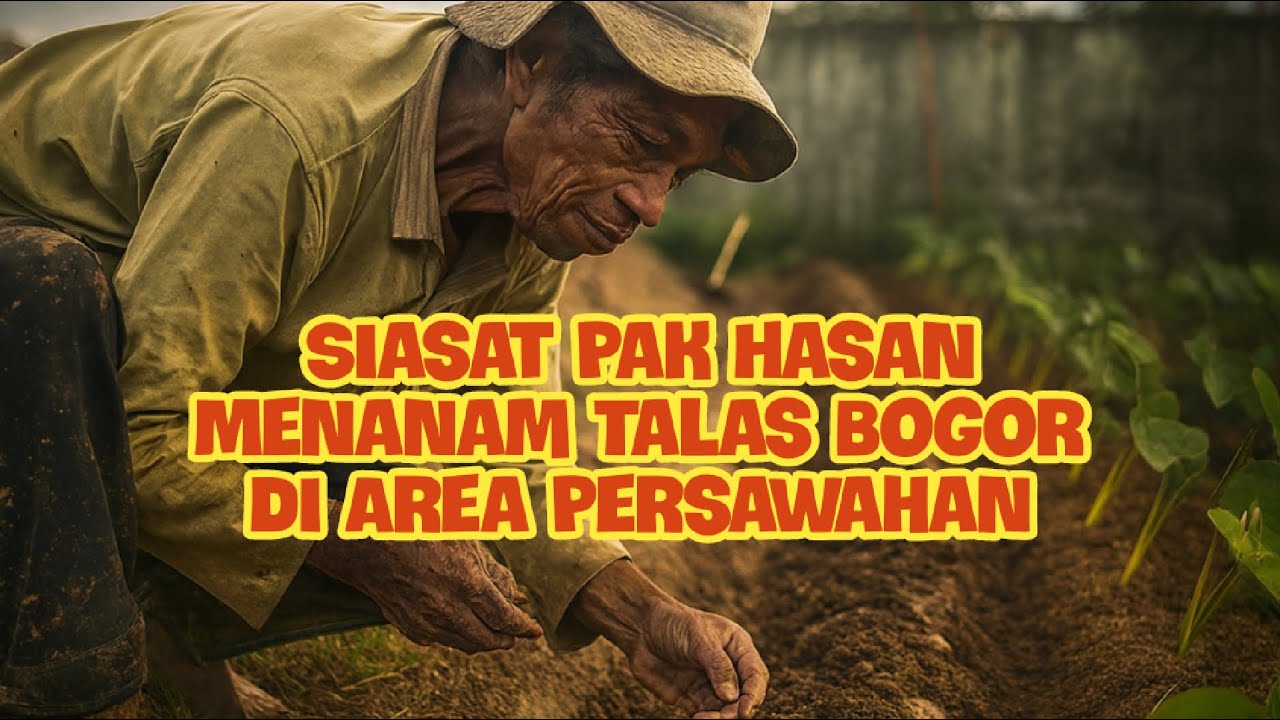 Siasat Pak Hasan, Menanam Talas Bogor Di Area Persawahan
