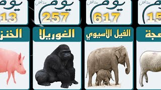 أطول مدة حمل لدي الحيوانات!؟