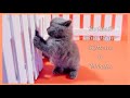 TWO Lovely British Shorthair Kittens Playing and Fighting | 6 Weeks | 4K