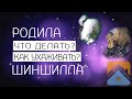 Шиншилла рожает или родила, что делать? Как ухаживать?